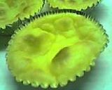 サワークリームスイートポテト作り方3写真
