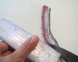 食べやすい♪タチウオの骨抜き！作り方5写真