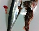 骨まで食べれる・イワシと梅干しの生姜煮作り方1写真