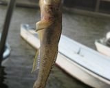 ハゼチリ丼作り方1写真