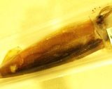 濃厚☆シンプルなイカの塩辛作り方1写真