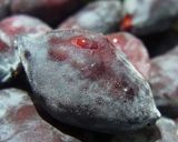 ハスカップのシロップ煮作り方1写真