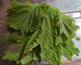夏野菜の浅漬けサラダ【常備菜にも】作り方5写真