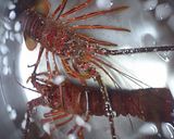 伊勢海老のつくり作り方1写真