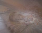 ヨーグルトで柔らか☆鶏胸肉のグラタン♪作り方2写真
