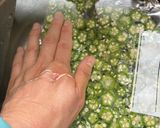 パキパキ折って少量ずつ使える！オクラの冷凍保存法作り方4写真