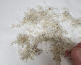 茹でしらすの救済、ふりかけ作り方2写真