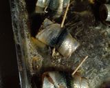 イワシのカレーフリッター作り方3写真