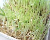 豆苗の保存法作り方5写真