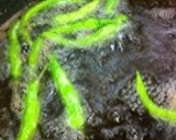 彩り鮮やか/茄子とカボチャの揚げ浸し作り方5写真