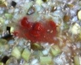 茄子のミートスパゲティー・とろける半熟卵作り方8写真