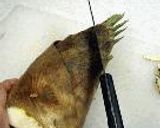 和のき・ほ・ん：筍の茹で方作り方2写真