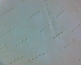 フレッシュプルーンのタルト作り方1写真