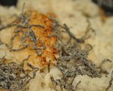 我が家の鶏ごぼうご飯作り方5写真