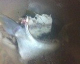 魚のあらで簡単赤だし・カルシウム補給作り方2写真