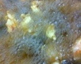 ぷりぷりエビマヨ・簡単特製マヨソースかけ作り方7写真
