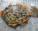 カワハギ(丸ハギ)の小鍋仕立て作り方1写真