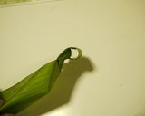 うさぎさんのハラン皿に盛るお月見芋団子作り方4写真