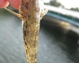 ハゼネギ さっぱり甘酢味作り方1写真