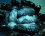 ふっくら茄子漬作り方3写真