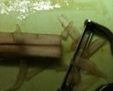 色々使えるゴボウ作り方1写真