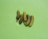 ✽タコをピクルスソースｄｅおつまみに✽作り方2写真
