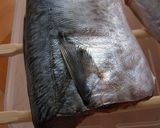 自家製塩鯖作り方9写真