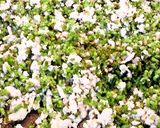 しその実で鶏そぼろ作り方3写真