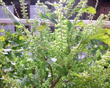 しその実の佃煮☆作り方1写真