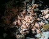 栄養満点☆鮭とひじきの炊き込みご飯☆作り方4写真