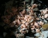 栄養満点☆鮭とひじきの炊き込みご飯☆作り方4写真