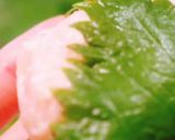 大葉包みハンバーグ作り方4写真