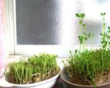ツナと豆苗のヘルシー★ペペロンチーノ作り方8写真
