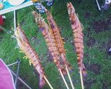 BBQや即席肴に。簡単！車海老の塩焼き。作り方4写真