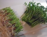 豆苗　おひたし　再生法付き♪作り方1写真