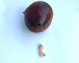 練馬江戸栗の基本『栗の虫どめについて』作り方4写真
