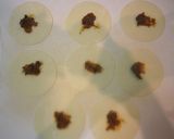新生姜とカレーチーズ揚げ餃子巻き作り方3写真