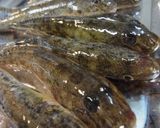 ハゼとキノコの酒蒸し作り方1写真