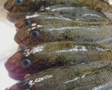 ハゼとキノコの酒蒸し作り方3写真