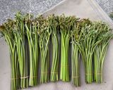わらびのあく抜き(その❷) 失敗しない！作り方2写真