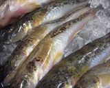 ハゼトロトロ丼作り方1写真