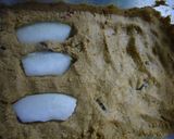 冬瓜のぬか漬け　de 生姜和え作り方5写真