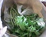 ＊水菜とカリカリベーコンのサラダ＊作り方1写真
