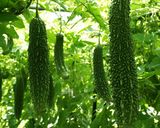 ゴーヤ（苦瓜）のジュース作り方1写真