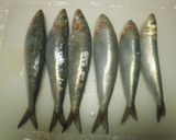 いわしのカレー風味揚げ！作り方1写真