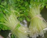 貝割れ大根のおひたし　生姜風味作り方4写真