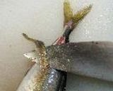 気分だけ船盛！作り方12写真