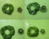 ピーマンのヘタと種を簡単に取る切り方作り方8写真