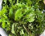 大量消費　大葉（シソ）の佃煮作り方1写真