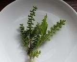 ご飯の供！青じその実と縮めんじゃこの佃煮作り方1写真